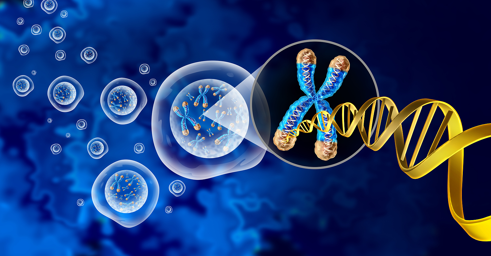 Download Embryo Life Evolution Royalty-Free Stock Illustration Image -  Pixabay